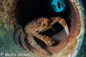 Crab in a tube by Beate Seiler 